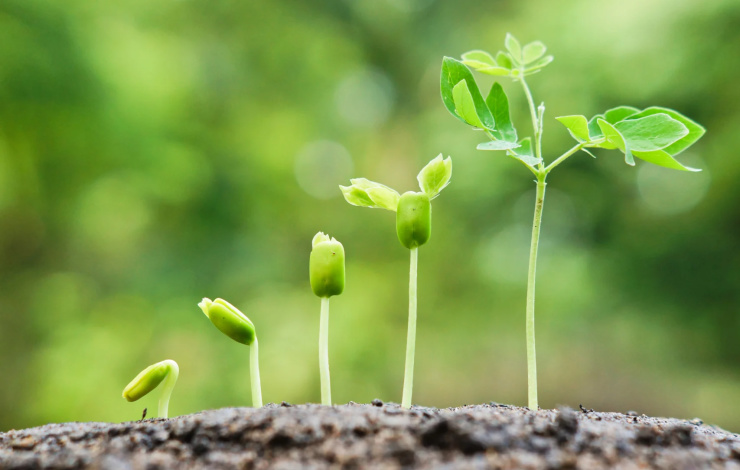 Plant growing from a seedling and thriving
