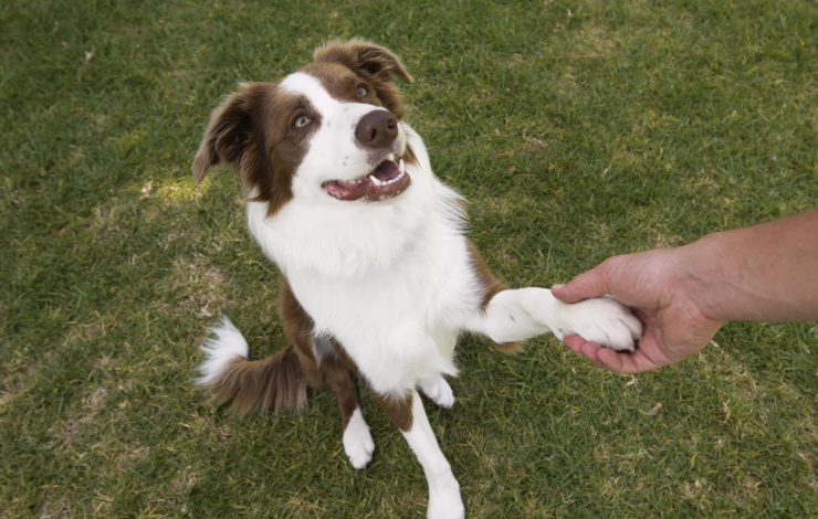 loyal dog