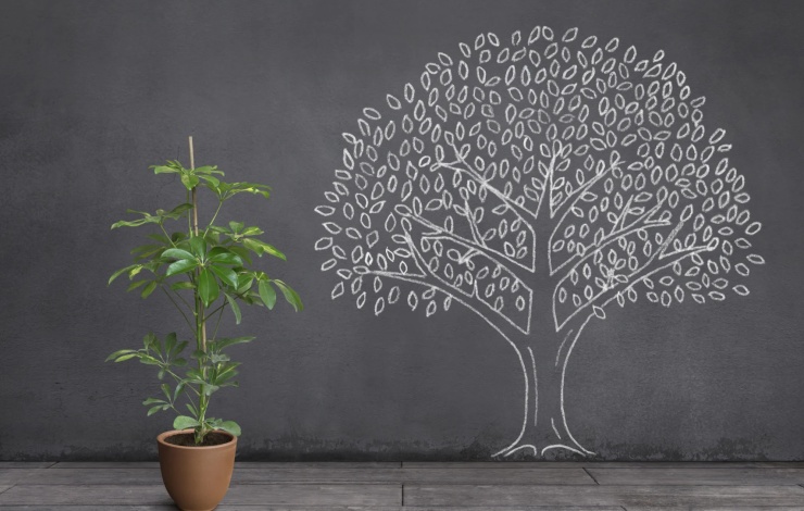 evolution of a tree