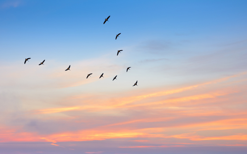 birds flying in a v migration