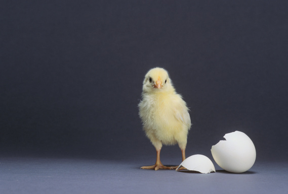 baby chick and broken egg