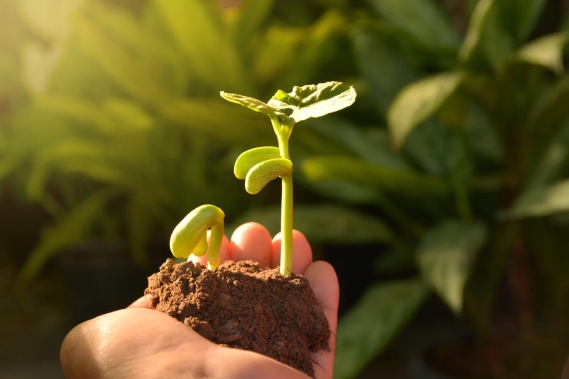 Growing plants. Plant seedling. Hand nurturing and watering young plants growing.