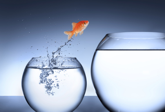 goldfish overcoming obstacles