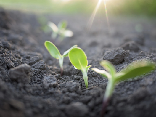 plants growing in a field