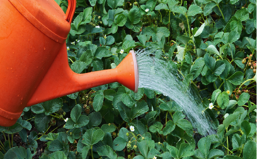watering can.png