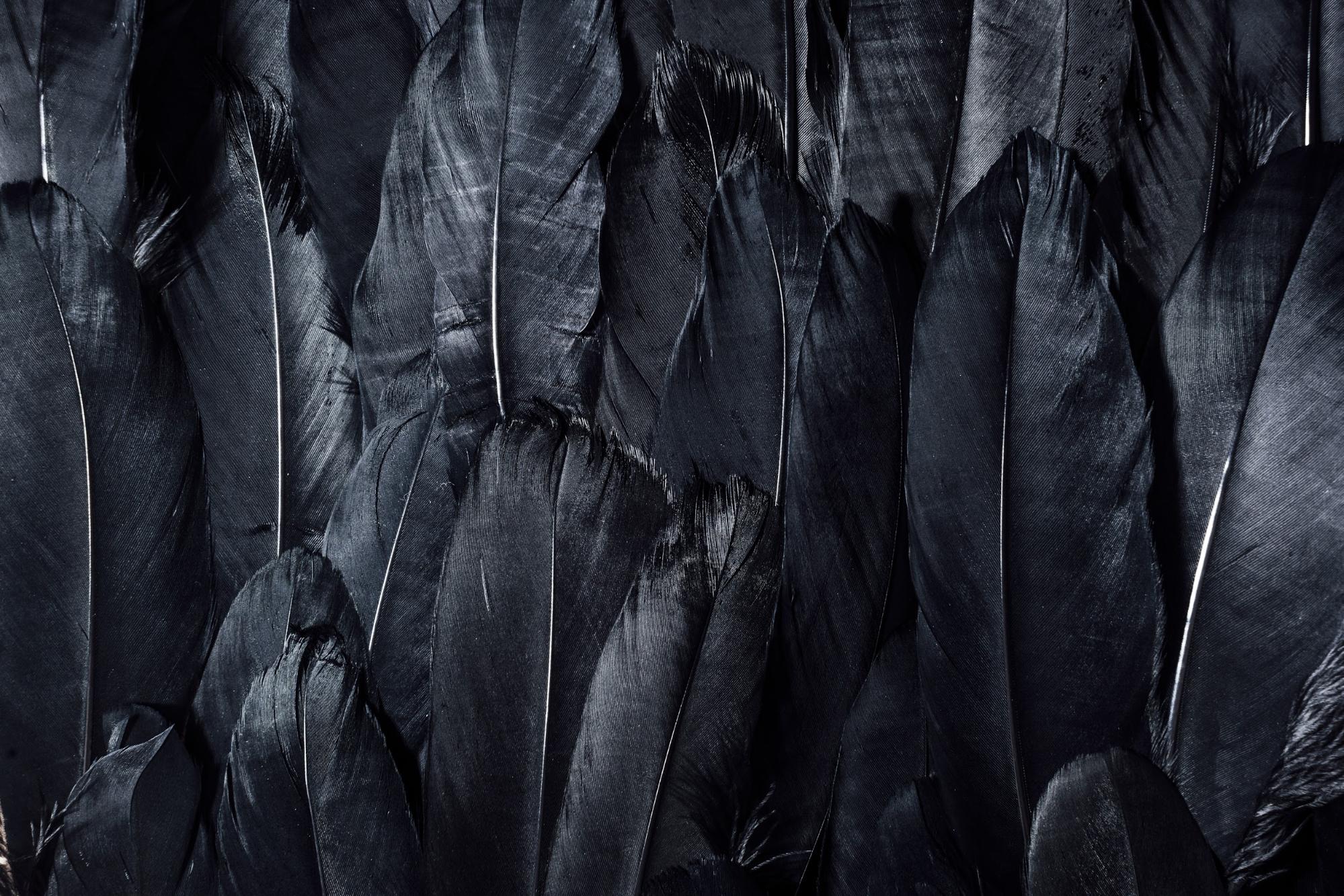 black feathers.jpg