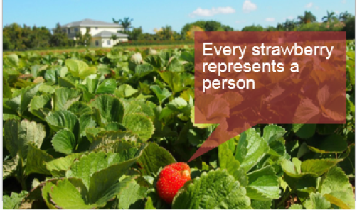 every strawberry represents a person.png