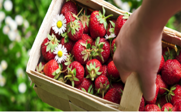 strawberries in basket.png