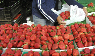 strawberries for sale.png