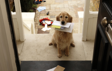 loyal dog at door with mail