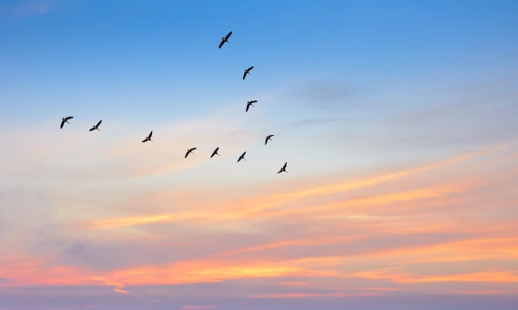 birds flying in a v migration